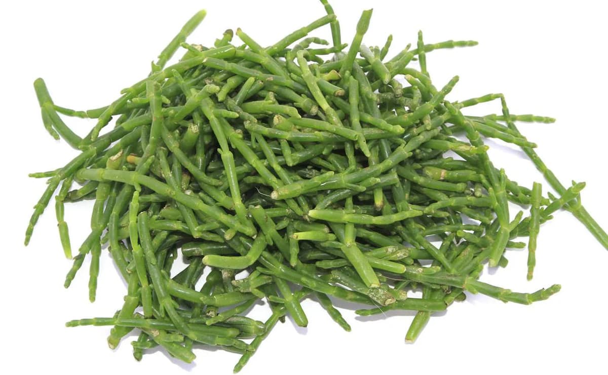 Salicornia - Granel
