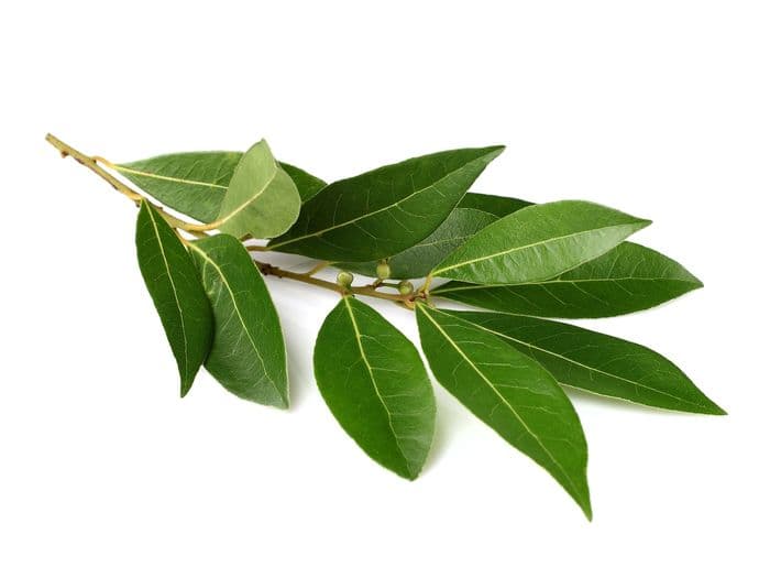 Hoja de Laurel