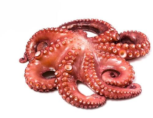 Pulpo Maya Congelado Mediano