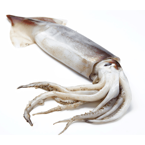Calamar Americano - Pieza ∼2.27 kg