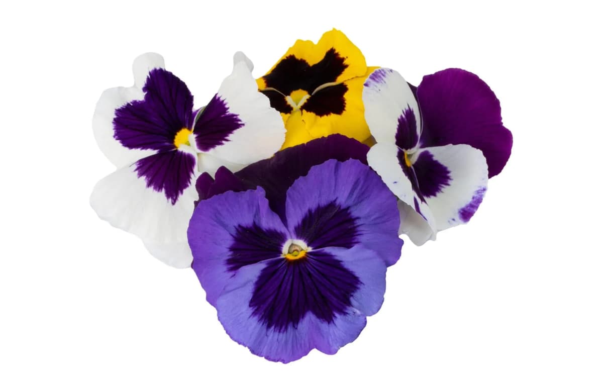 Flor Pensamientos - Domo 0.5 kg