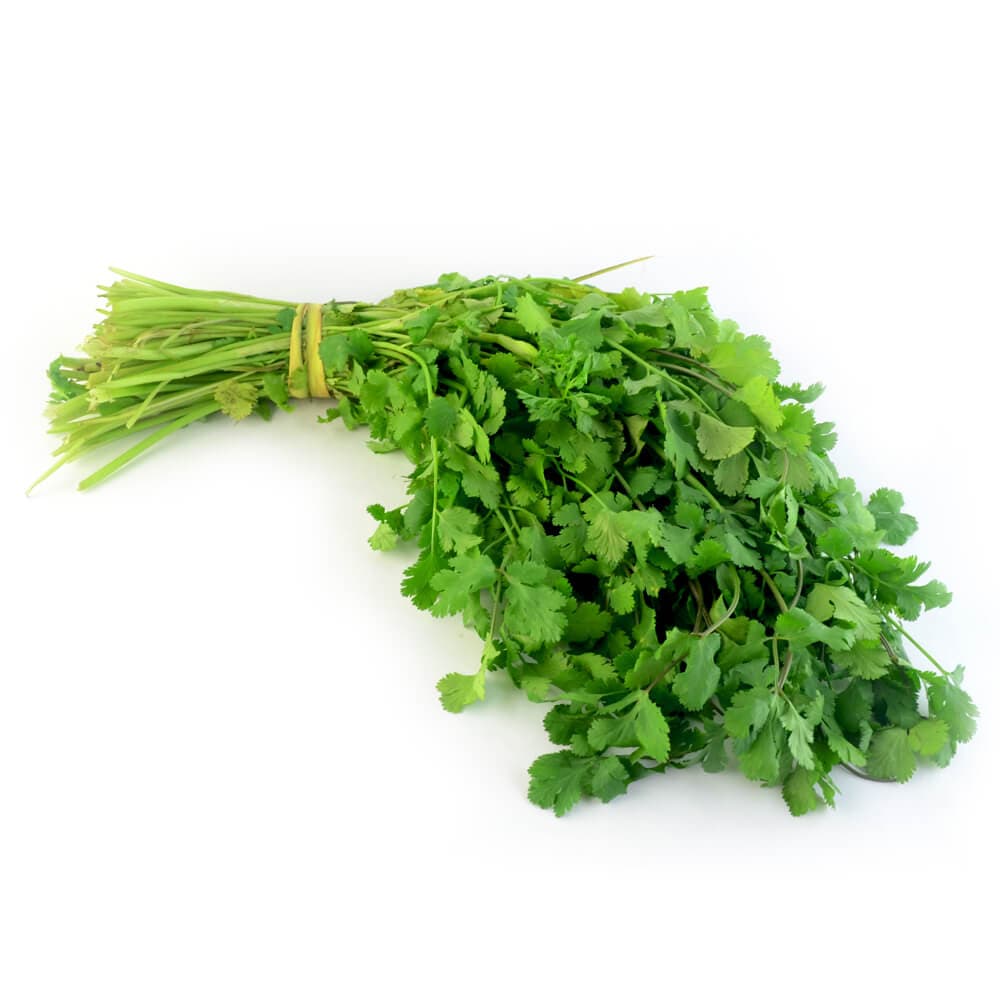 Cilantro Criollo