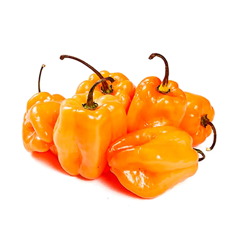 Chile Habanero, kg