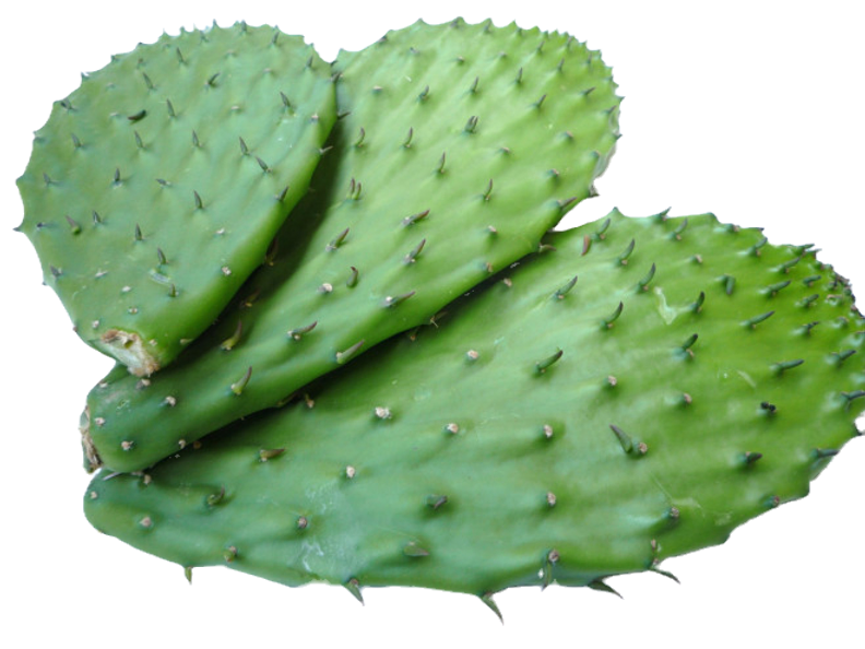 Nopal con Espinas, kg