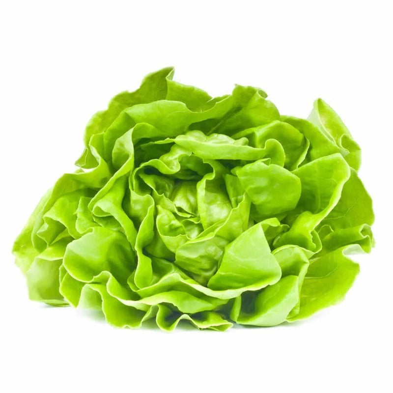 Lechuga Francesa, Pieza