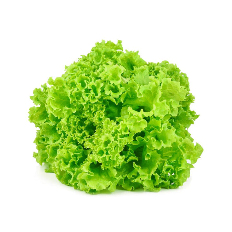 Lechuga Frise, Pieza