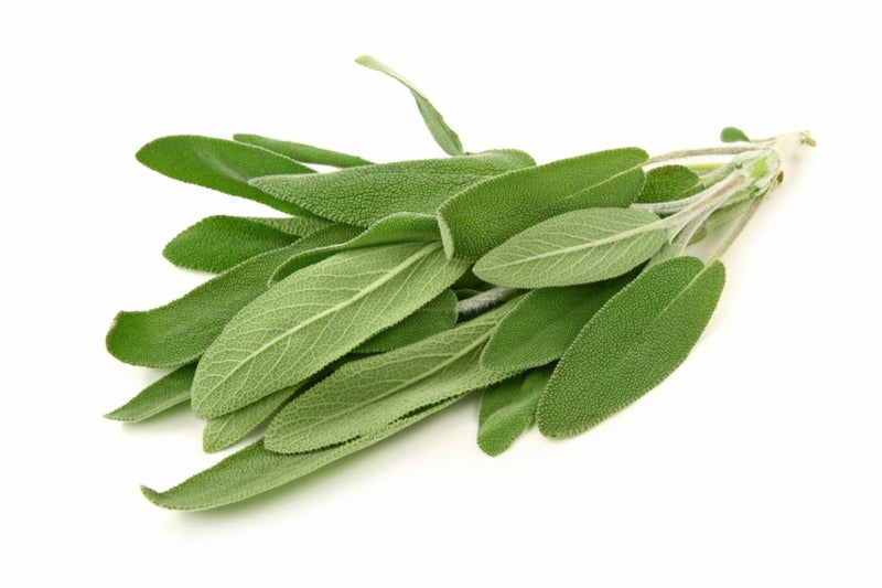 Salvia, 1kg