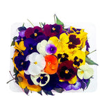 Flores Comestibles, Domo 165g