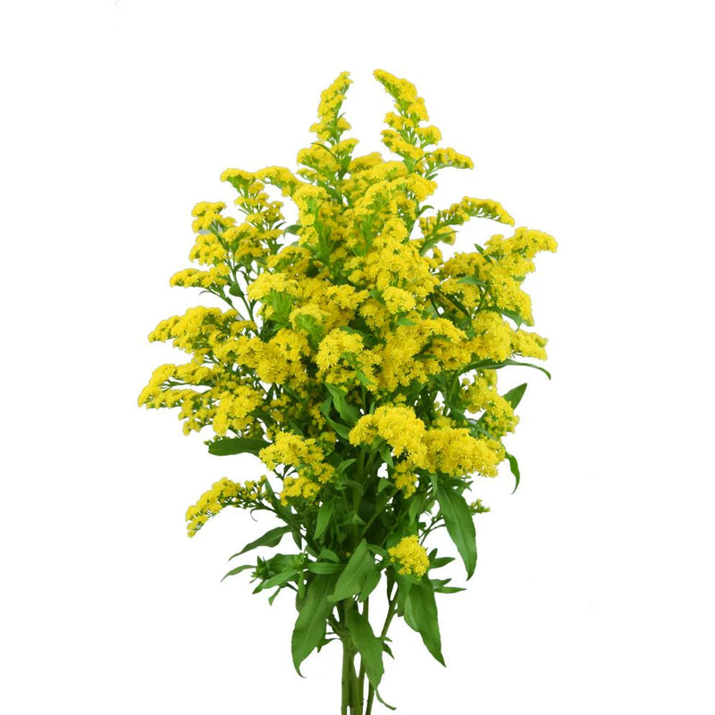 Solidago, Manojo