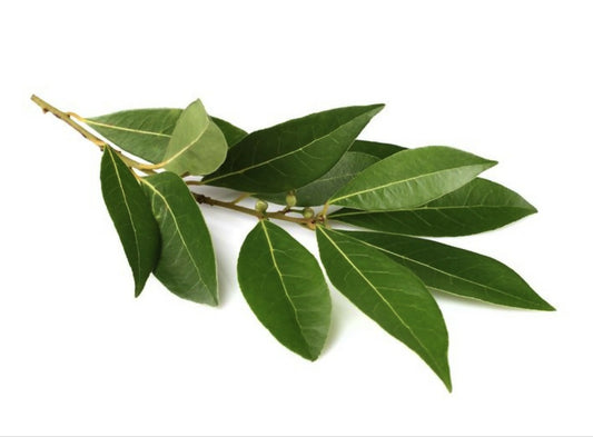 Hoja de Laurel, Pieza